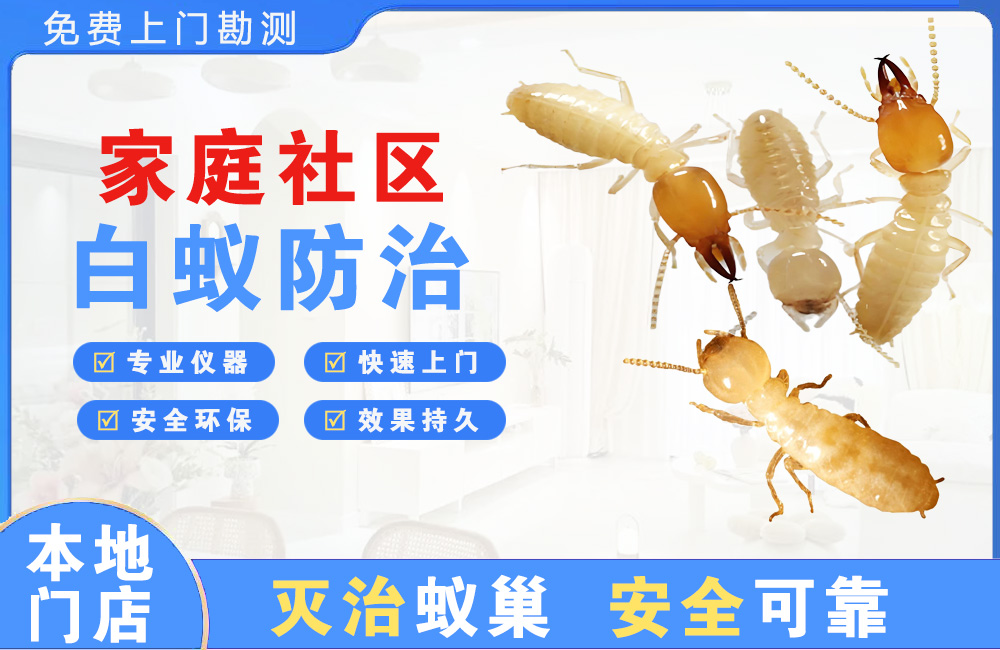 靖江家庭社区白蚁防治