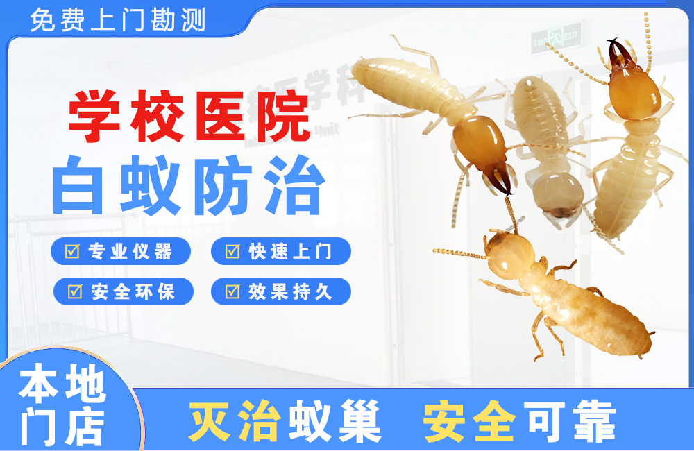 靖江学校医院白蚁防治