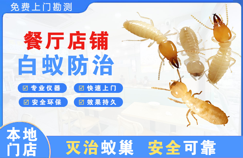 靖江餐厅店铺白蚁防治